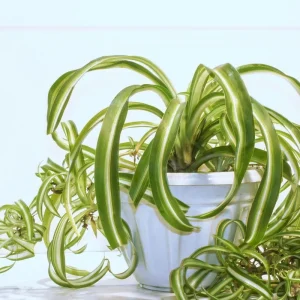 Curly Spider Plant Live Houseplant - 5 Inches Tall, Variegated Leaves, Air Purifying - Image 7