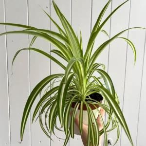Curly Spider Plant Live Houseplant - 5 Inches Tall, Variegated Leaves, Air Purifying - Image 8