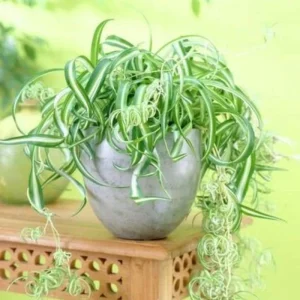 Curly Spider Plant Live Houseplant - 5 Inches Tall, Variegated Leaves, Air Purifying - Image 9