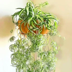 Curly Spider Plant Live Houseplant - 5 Inches Tall, Variegated Leaves, Air Purifying - Image 1