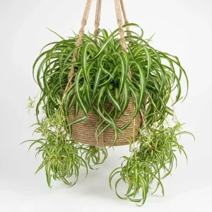 Curly Spider Plant Live Houseplant – Variegated, Air-Purifying, 4 Inch Pot - Image 2