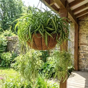 Curly Spider Plant Live Houseplant – Variegated, Air-Purifying, 4 Inch Pot - Image 3