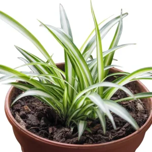 Curly Spider Plant Live Houseplant – Variegated, Air-Purifying, 4 Inch Pot - Image 7