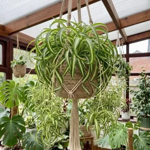 Curly Spider Plant Live Houseplant – Variegated, Air-Purifying, 4 Inch Pot - Image 8