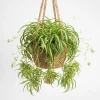 Curly Spider Plant Live Houseplant – Variegated, Air-Purifying, 4 Inch Pot - Image 1