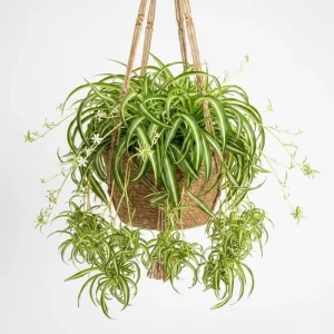 Curly Spider Plant Live Houseplant – Variegated, Air-Purifying, 4 Inch Pot - Image 1