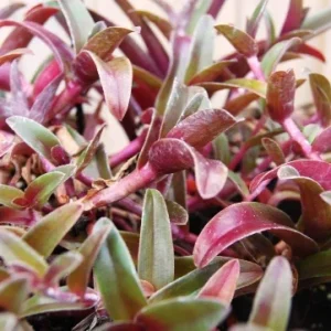 Cyanotis Obtusa Live Plant – Purple & Green Wandering Jewel Houseplant - Image 2