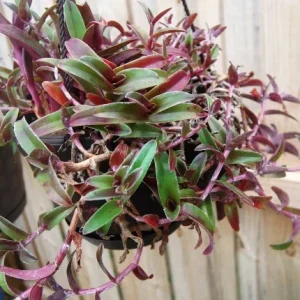 Cyanotis Obtusa Live Plant – Purple & Green Wandering Jewel Houseplant - Image 3