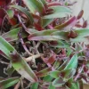 Cyanotis Obtusa Live Plant – Purple & Green Wandering Jewel Houseplant - Image 1