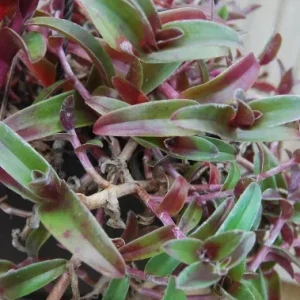 Cyanotis Obtusa Live Plant – Purple & Green Wandering Jewel Houseplant - Image 1