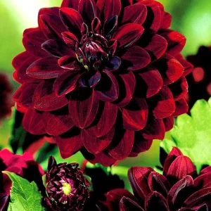 Dahlia Arabian Knight Tuber - Live Flower Plant Bulb, Burgundy Red Black - Image 2