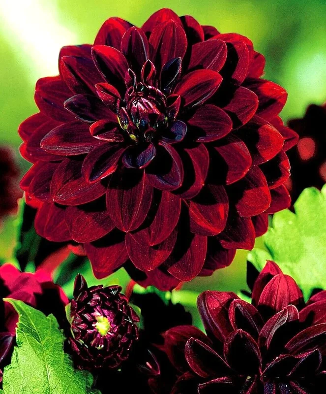 Dahlia Arabian Knight Tuber - Live Flower Plant Bulb, Burgundy Red Black - Image 2