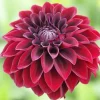 Dahlia Arabian Knight Tuber - Live Flower Plant Bulb, Burgundy Red Black - Image 1