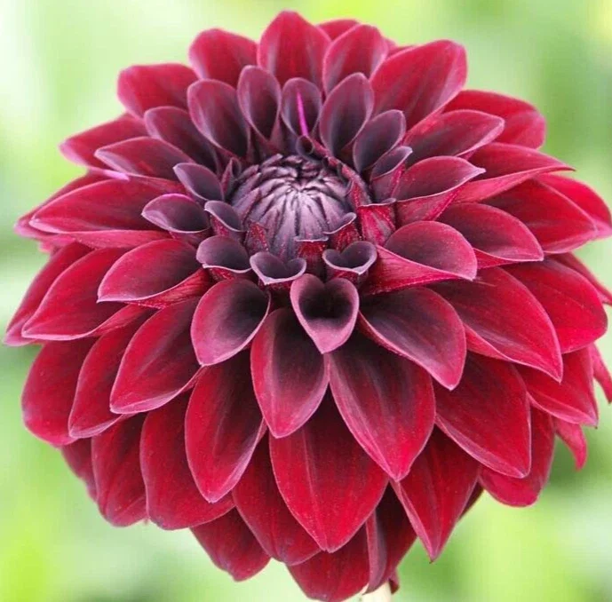 Dahlia Arabian Knight Tuber - Live Flower Plant Bulb, Burgundy Red Black - Image 1