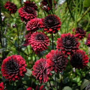 Dahlia Arabian Knight Tuber - Live Flower Plant Bulb, Burgundy Red Black - Image 3
