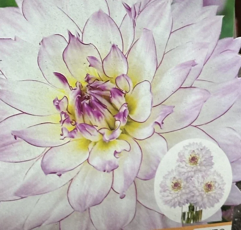 Dahlia Crazy Love Live Flower Bulb - White & Purple Edge, 1 Tuber - Image 1