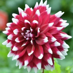 Dahlia Duet Flower Bulb Tuber - 1 Live Plant - Red & White Large Blooms - Image 2