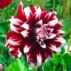Dahlia Duet Flower Bulb Tuber - 1 Live Plant - Red & White Large Blooms - Image 1