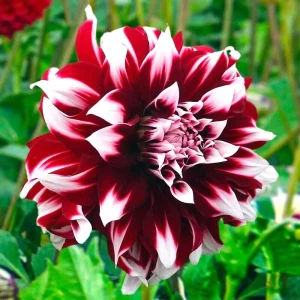 Dahlia Duet Flower Bulb Tuber - 1 Live Plant - Red & White Large Blooms - Image 1