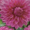 Dahlia Lucky Number 1 Bulbs - Bright Pink Flower Plant Tuber - Image 1