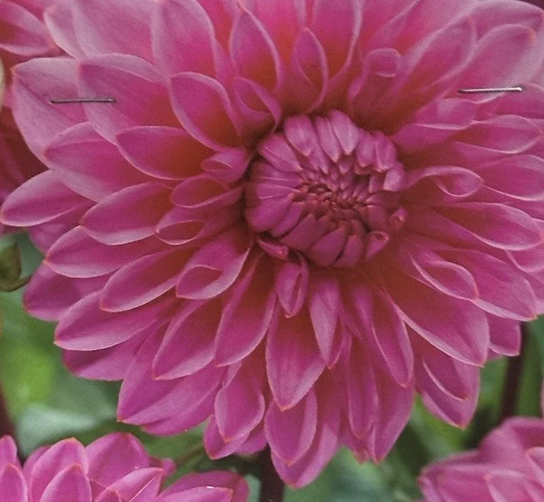 Dahlia Lucky Number 1 Bulbs - Bright Pink Flower Plant Tuber - Image 1