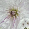 Dahlia Mom's Special 1 Live Flower Plant Bulb - White Purple Splashes - Image 1