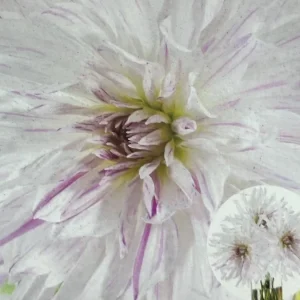 Dahlia Mom's Special 1 Live Flower Plant Bulb - White Purple Splashes - Image 1