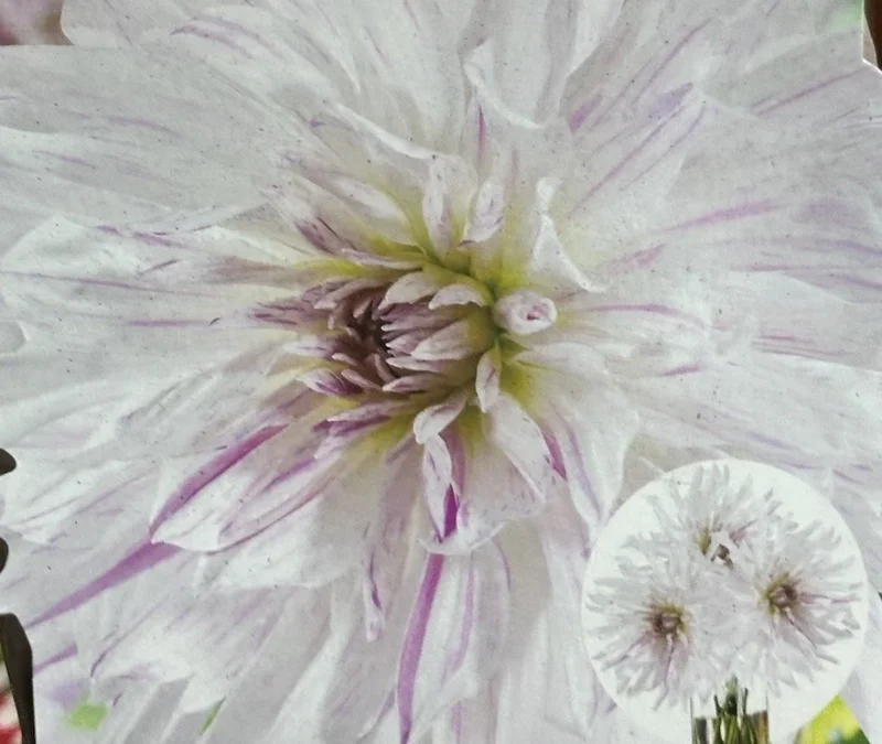Dahlia Mom's Special 1 Live Flower Plant Bulb - White Purple Splashes - Image 1