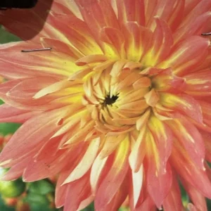 Dahlia Orange Motto Bulb - 1 Live Flower Plant Tuber - Outdoor Garden - Image 1
