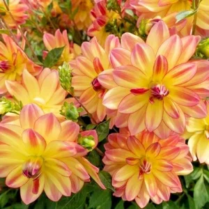 Dahlia Pacific Ocean Tuber - 1 Live Flower Bulb, Pink Yellow Variegated Big Blooms - Image 2