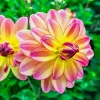 Dahlia Pacific Ocean Tuber - 1 Live Flower Bulb, Pink Yellow Variegated Big Blooms - Image 1