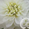 Dahlia White Perfection Flower Bulb - 1 Live Tuber for Garden - Image 1