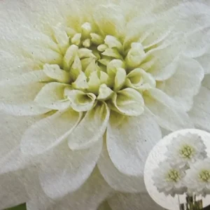 Dahlia White Perfection Flower Bulb - 1 Live Tuber for Garden - Image 1