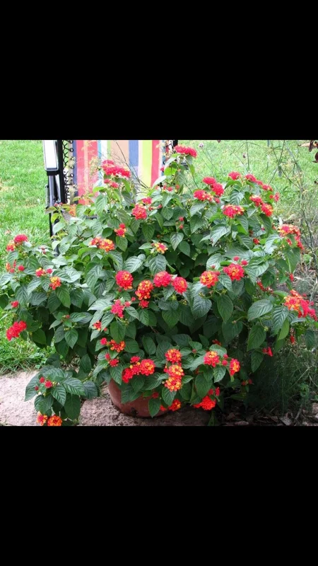 Dallas Red Lantana Live Plant – 4 Inch Pot – Vibrant Outdoor Shrub - Image 3