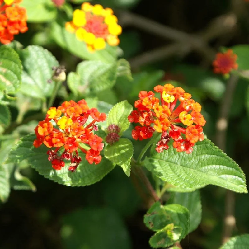 Dallas Red Lantana Live Plant – 4 Inch Pot – Vibrant Outdoor Shrub - Image 4