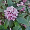 Daphne Odora Variegated Live Plant – Fragrant Pink Flowers – 1 Unrooted Cutting – 6 inch - Image 1