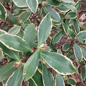 Daphne Odora Variegated Live Plant – Fragrant Pink Flowers – 1 Unrooted Cutting – 6 inch - Image 2