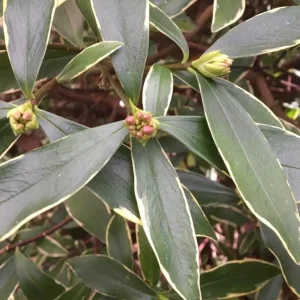 Daphne Odora Variegated Live Plant – Fragrant Pink Flowers – 1 Unrooted Cutting – 6 inch - Image 3