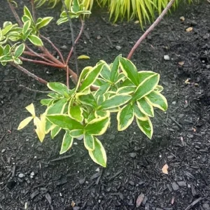 Daphne Odora Variegated Live Plant – Fragrant Pink Flowers – 1 Unrooted Cutting – 6 inch - Image 4