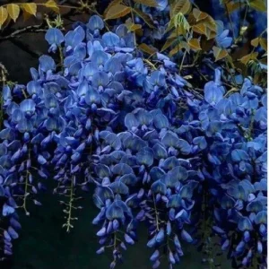 Dark Blue Chinese Wisteria Seeds - 5 Count Vine Climbing Perennial Flower - Image 17