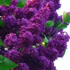 Dark Purple Lilac Tree Seeds - 25 Fragrant Perennial Flower Seeds - Image 5