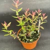 Darrow's Dwarf Blueberry Live Plant, Vaccinium darrowii, Rooted Plant, 3 Inch Pot - Image 1