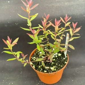 Darrow's Dwarf Blueberry Live Plant, Vaccinium darrowii, Rooted Plant, 3 Inch Pot - Image 1