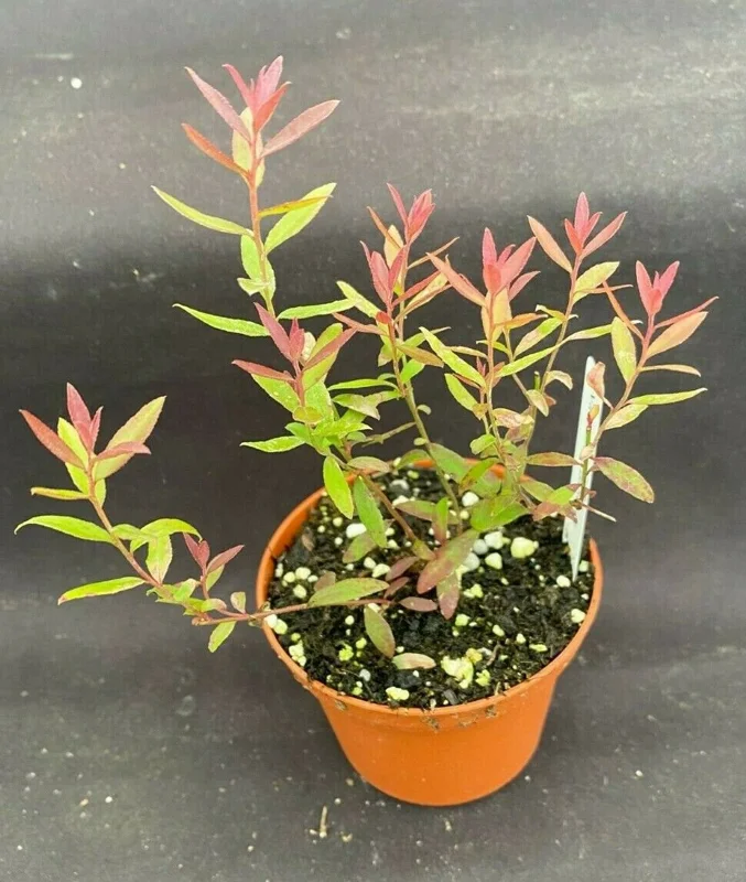 Darrow's Dwarf Blueberry Live Plant, Vaccinium darrowii, Rooted Plant, 3 Inch Pot - Image 1