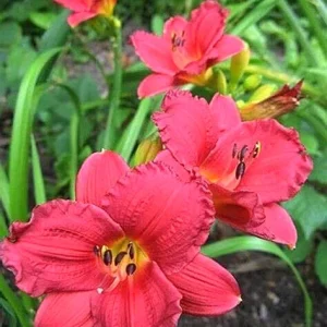 Daylily Cranberry Baby Live Plant – Ruffled Red Hemerocallis – 1 Root - Image 2