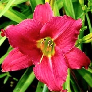 Daylily Cranberry Baby Live Plant – Ruffled Red Hemerocallis – 1 Root - Image 1