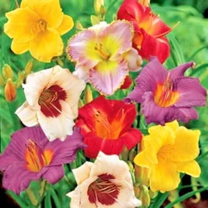 Daylily Once Upon A Time Mix - 3 Live Flower Plant Roots, Reblooming Outdoor - Image 2