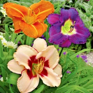 Daylily Once Upon A Time Mix - 3 Live Flower Plant Roots, Reblooming Outdoor - Image 1