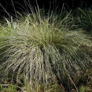 Deer Muhly Grass Live Plant - Muhlenbergia rigens - 1 Gallon Pot - Outdoor Ornamental - Image 3