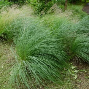Deer Muhly Grass Live Plant - Muhlenbergia rigens - 1 Gallon Pot - Outdoor Ornamental - Image 1